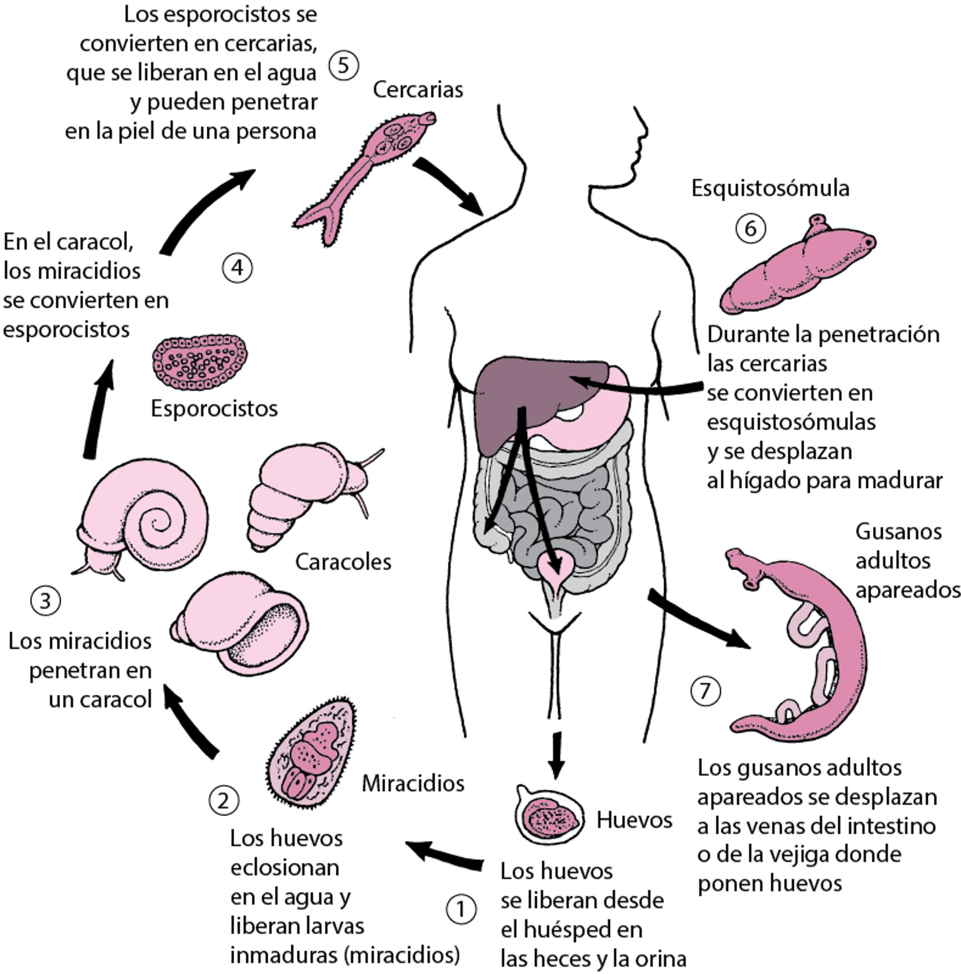 Ciclo de vida de <i >Schistosoma</i>