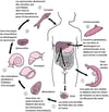 Cycle de vie de Schistosoma