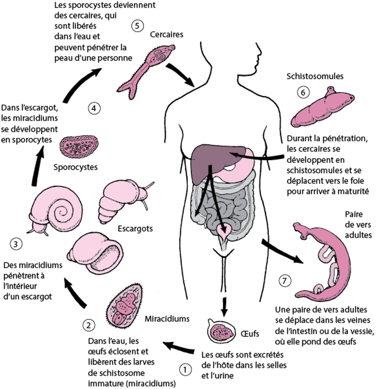 Cycle de vie de Schistosoma