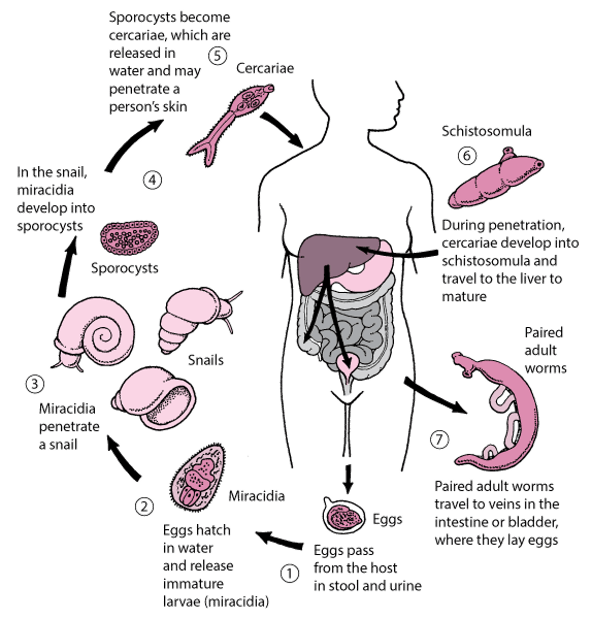 <i >सिस्टोसोमा</i> का जीवन चक्र