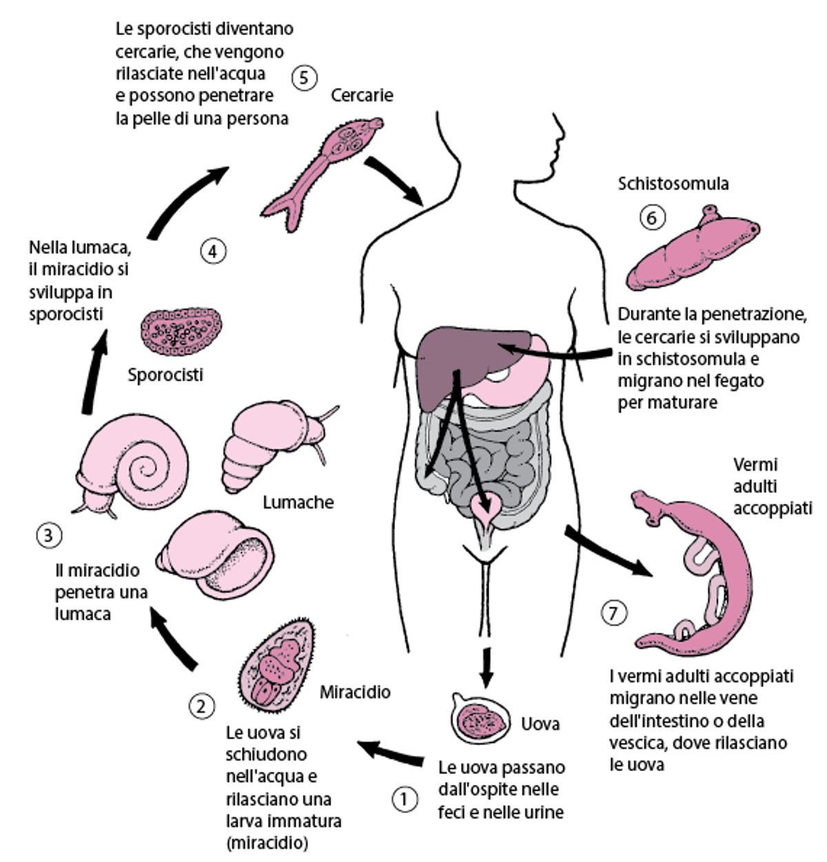 Ciclo vitale dei trematodi del genere <i >Schistosoma</i>