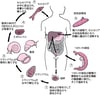 住血吸虫（Schistosoma）のライフサイクル