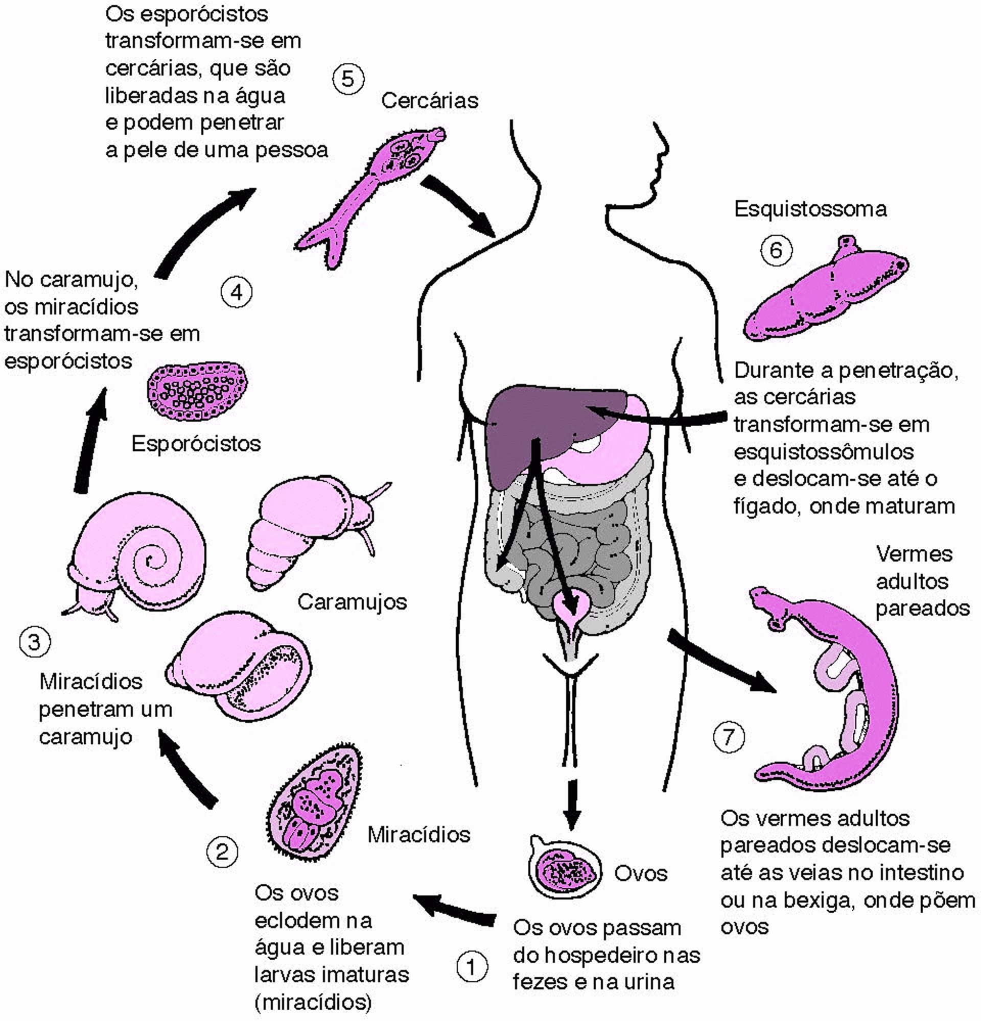 Ciclo de vida do esquistossoma