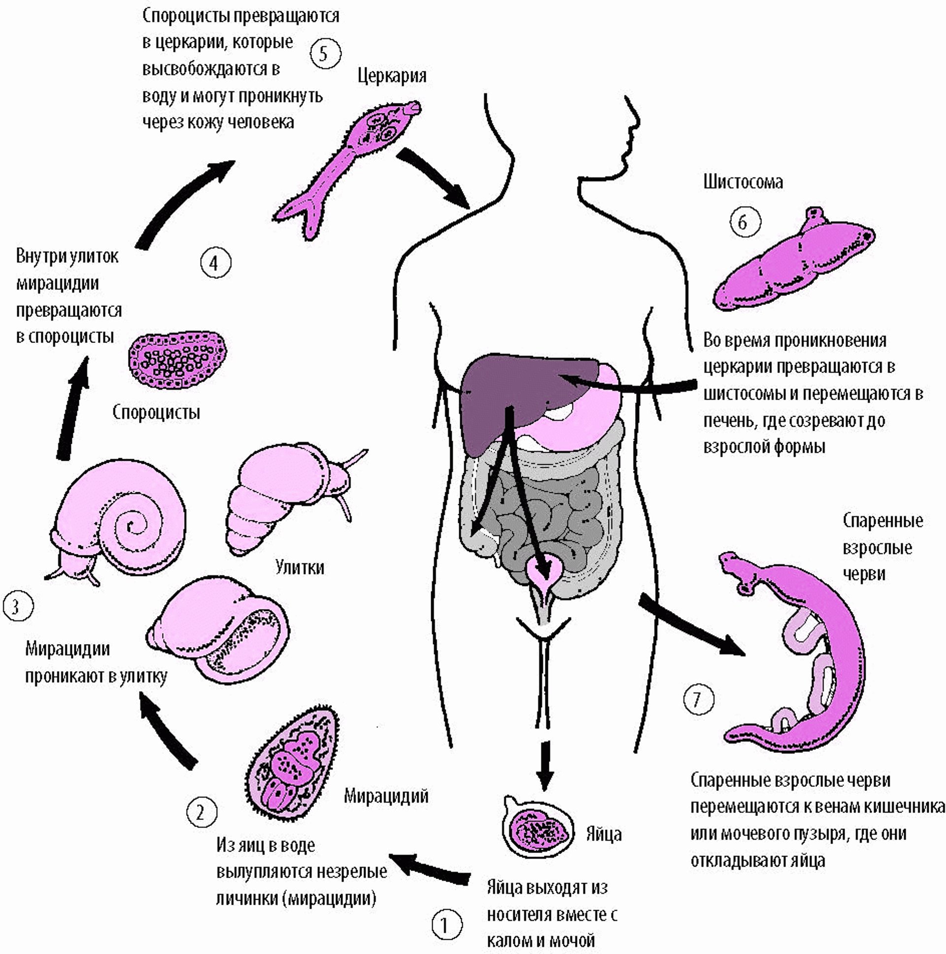 Жизненный цикл Schistosoma