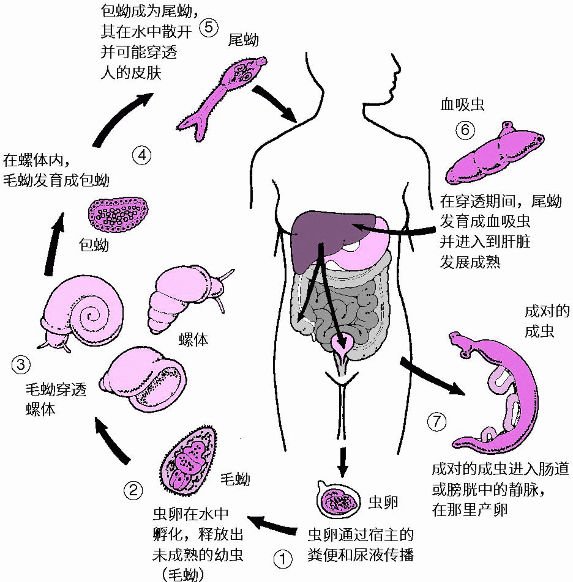 <i >血吸虫</i>的生活周期