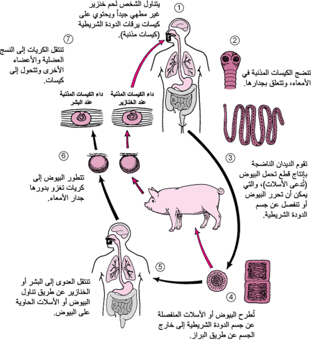 دورةُ حَياة شريطِيَّة لحم الخنزير