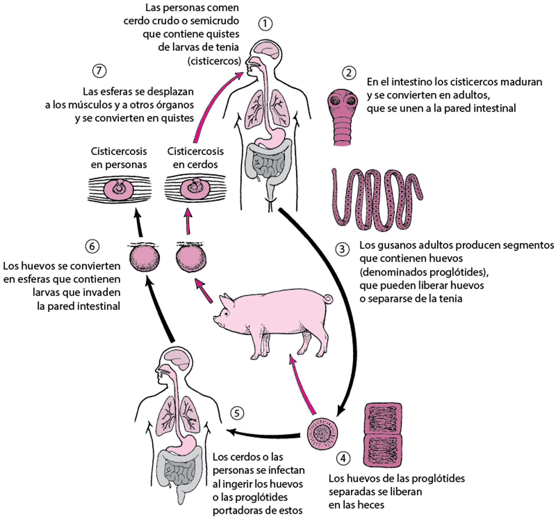Ciclo de vida del anquilostoma de la carne de cerdo (tenia del cerdo)
