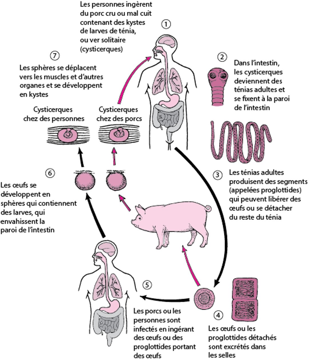 Cycle de vie du ténia du porc