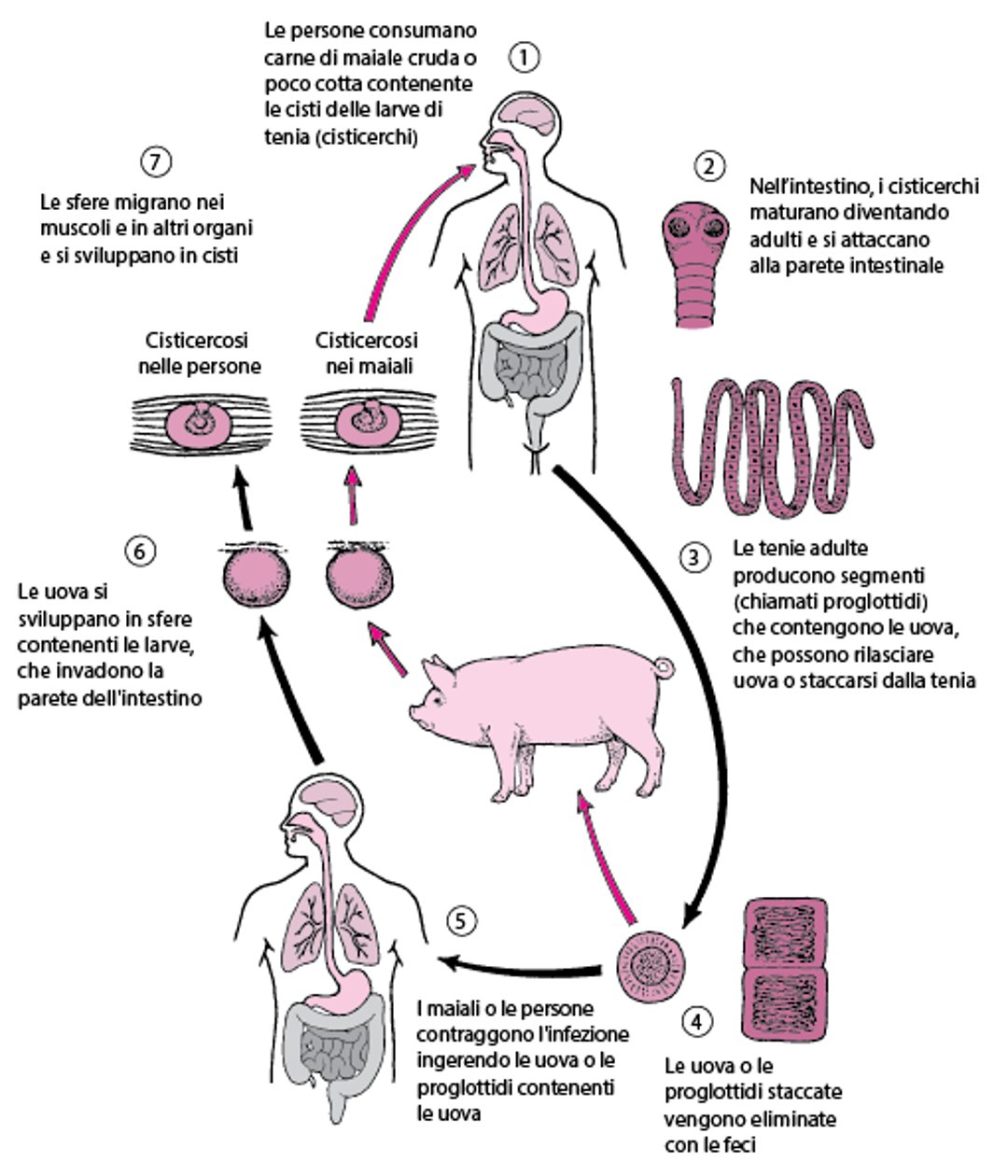 Ciclo vitale della tenia del maiale