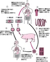 有鉤条虫のライフサイクル