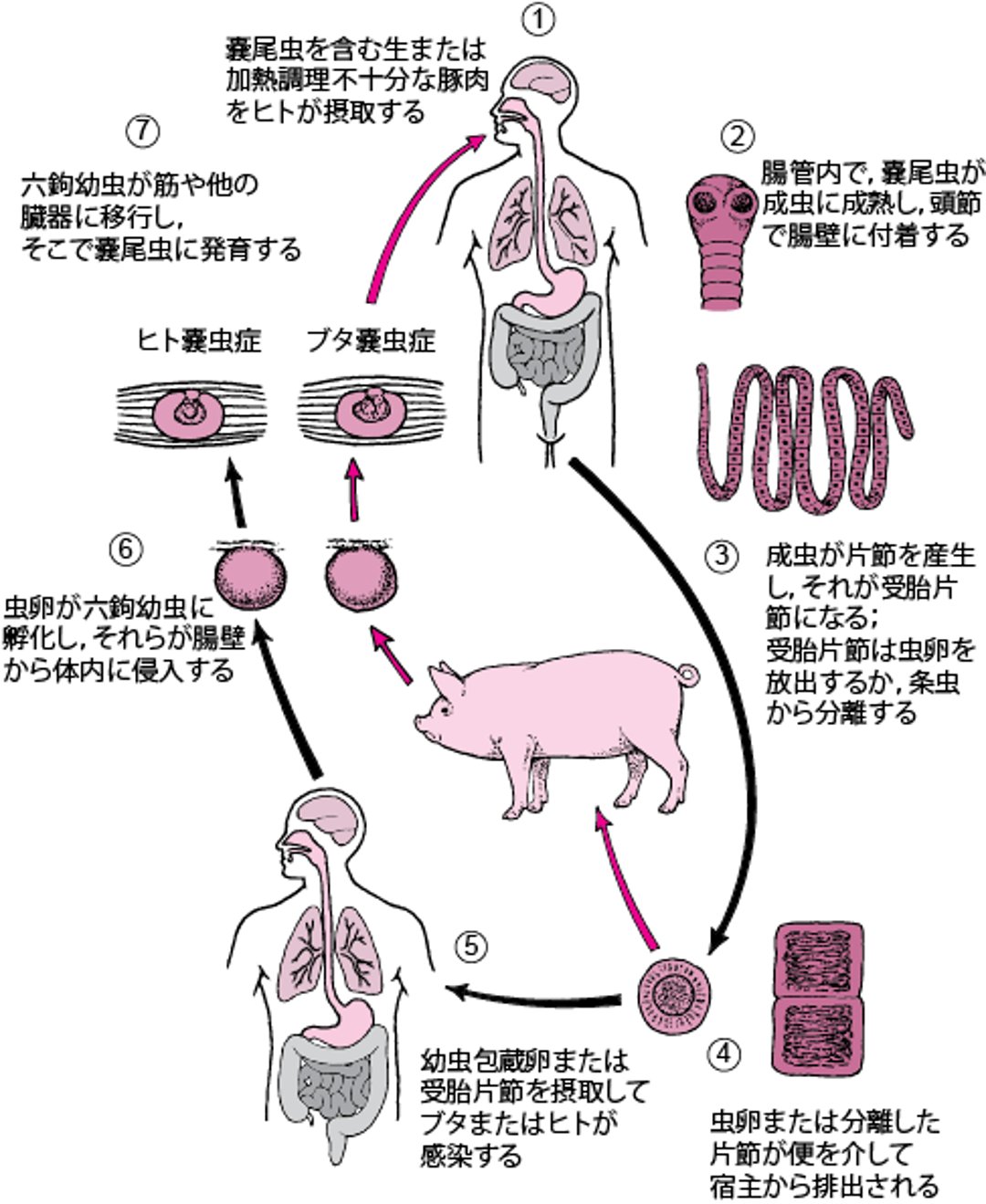 有鉤条虫のライフサイクル