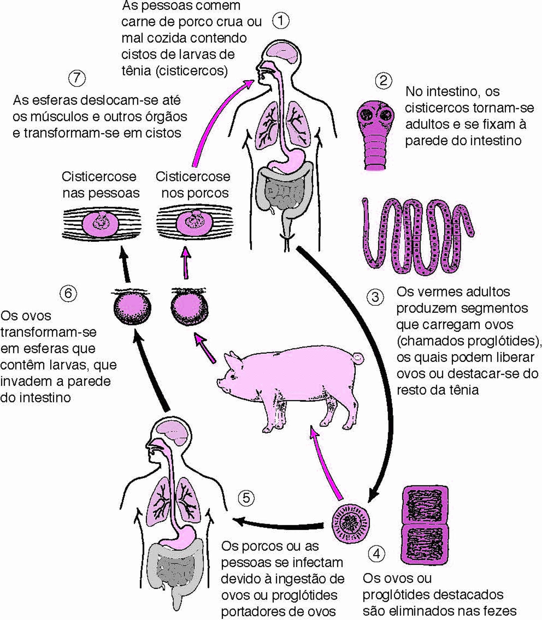 Ciclo de vida da tênia dos porcos