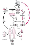 Life Cycle of Toxoplasma gondii