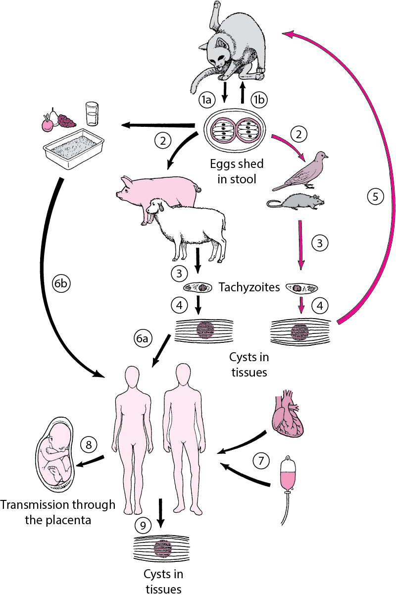 Токсоплазма промежуточные хозяева. Toxoplasma gondii жизненный цикл. Цикл развития токсоплазмы схема. Жизненный цикл токсоплазмы гондии схема. Токсоплазмоз цикл развития схема.