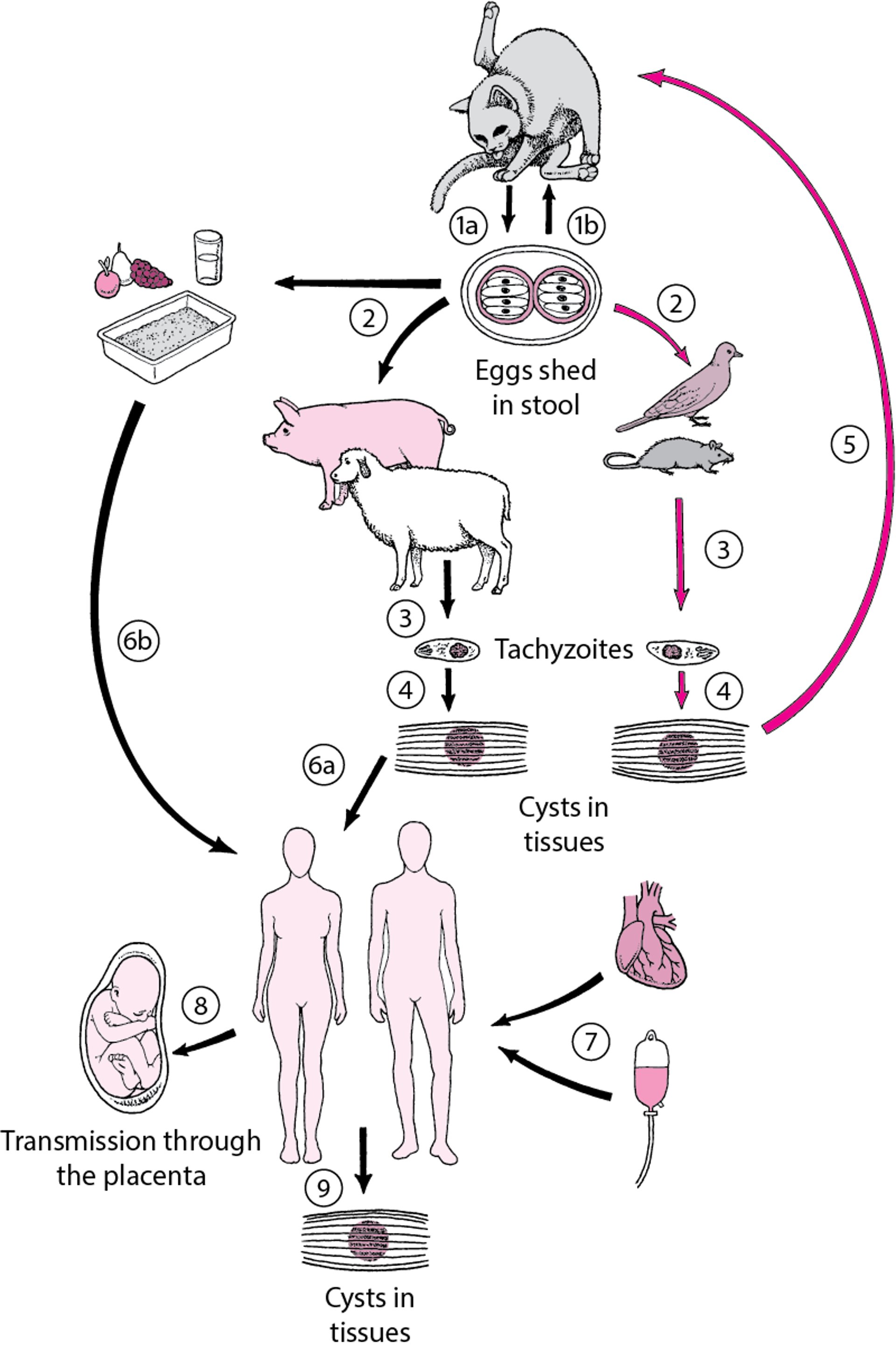 Life Cycle of <i >Toxoplasma gondii</i>