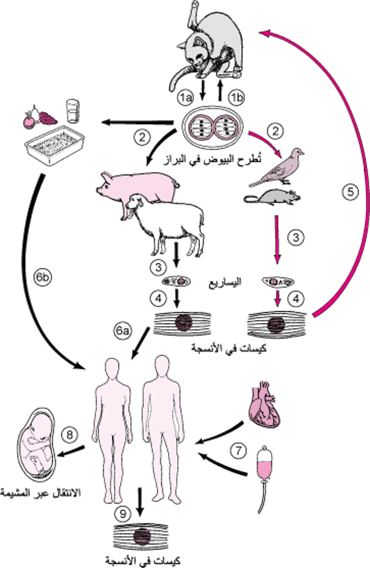 دورة حياة <i >المقوسة الغوندية</i>
