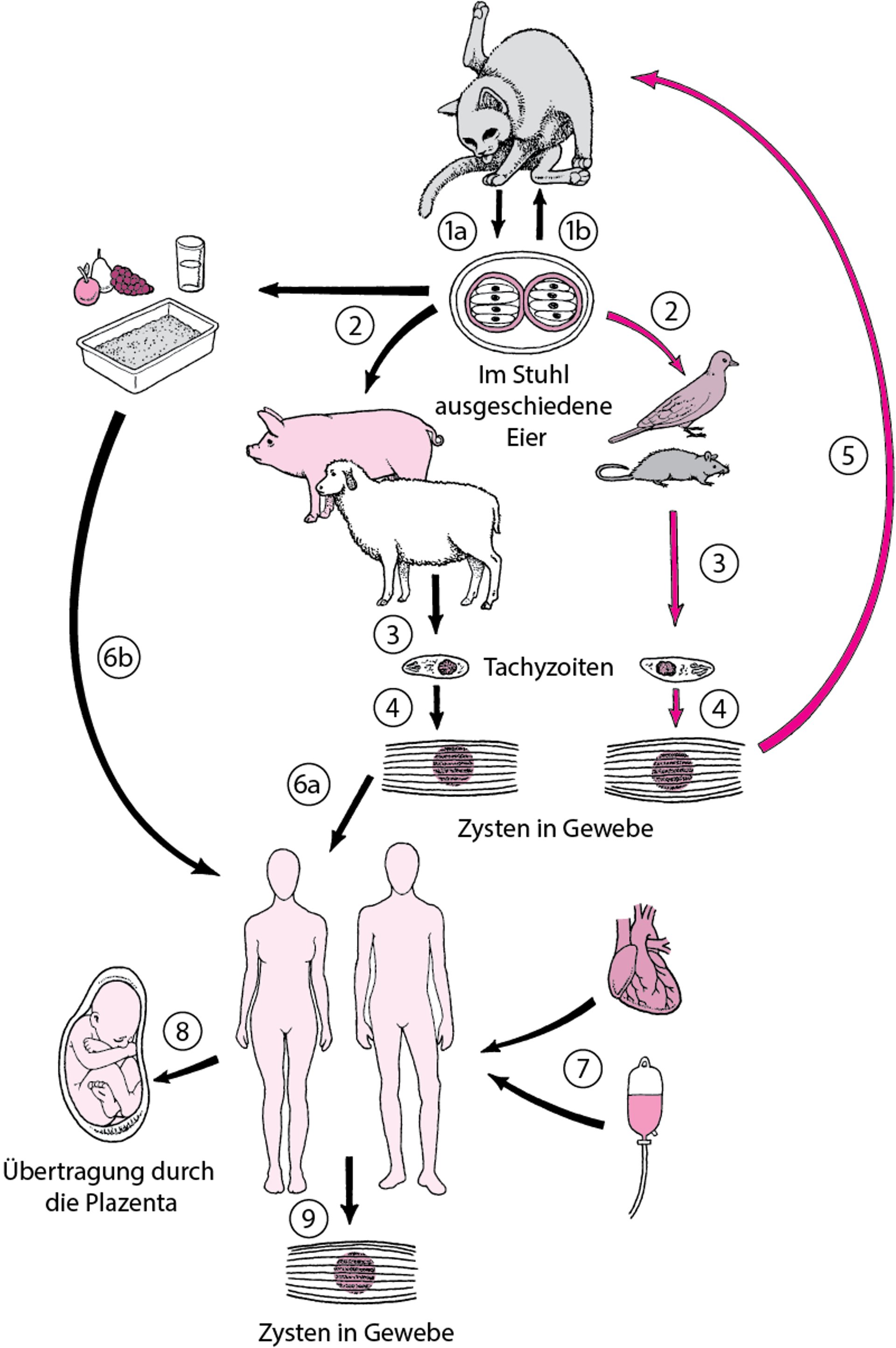 Lebenszyklus von Toxoplasma gondii