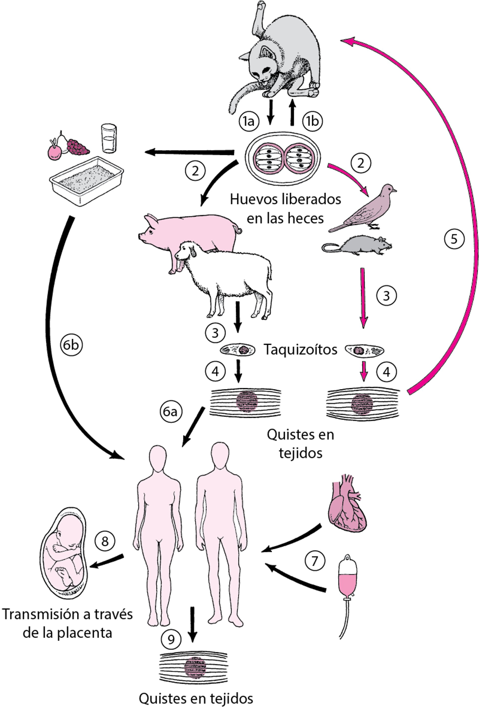 Ciclo de vida de <i >Toxoplasma gondii</i>