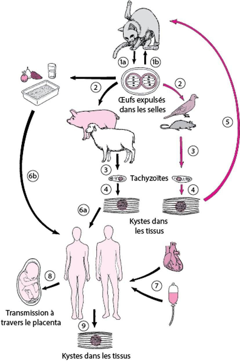 Cycle de vie de <i >Toxoplasma gondii</i>