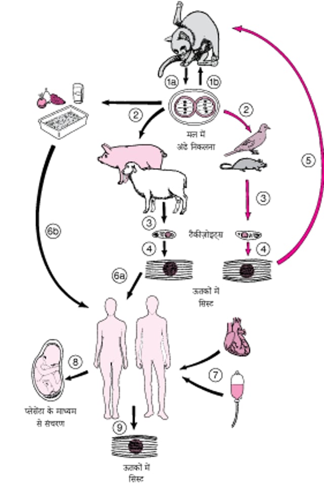 टॉक्सोप्लाज़्मा गोन्डाई का जीवन चक्र
