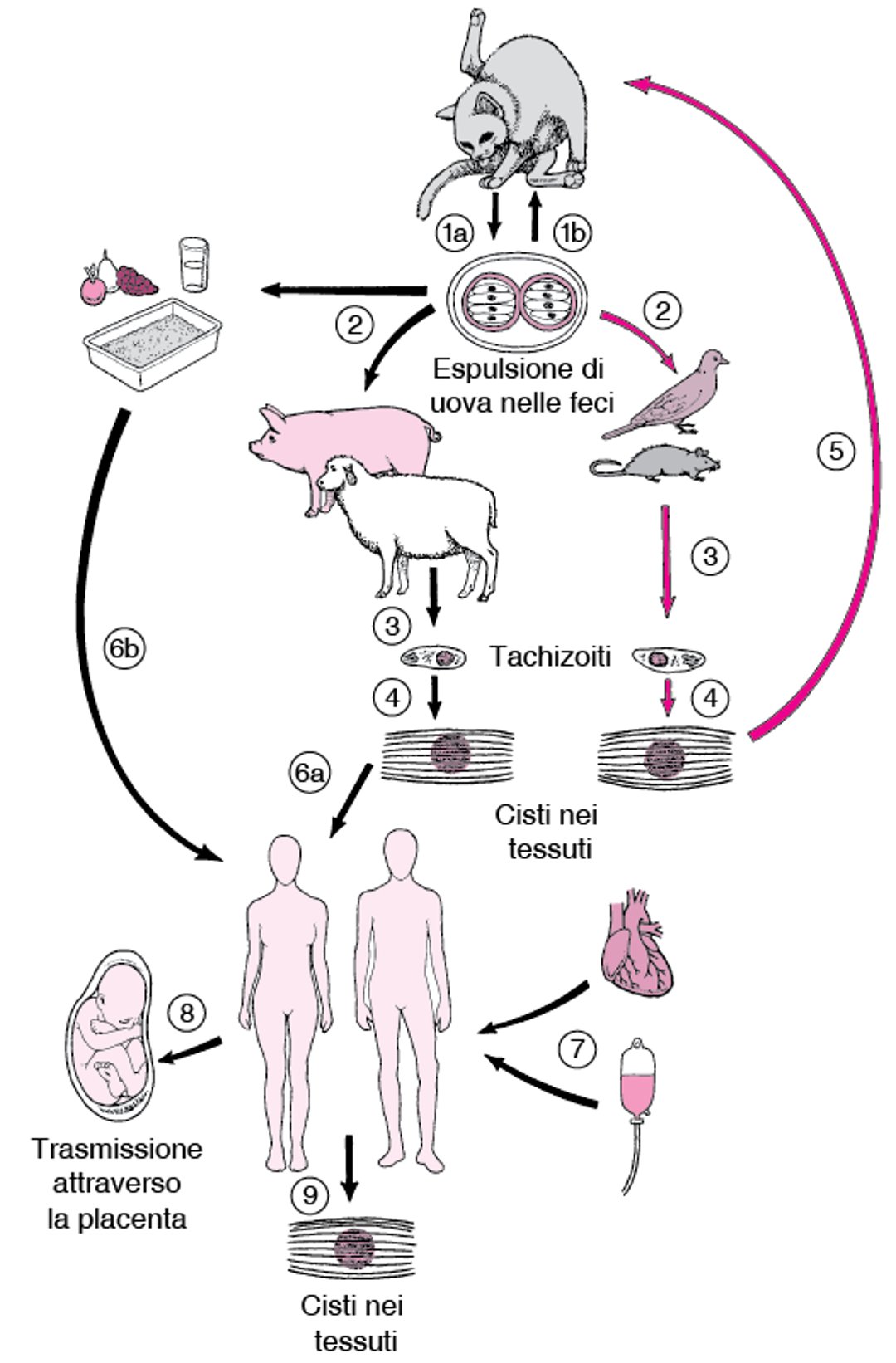Ciclo vitale di <i >Toxoplasma gondii</i>