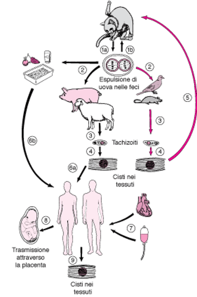 Ciclo vitale di Toxoplasma gondii