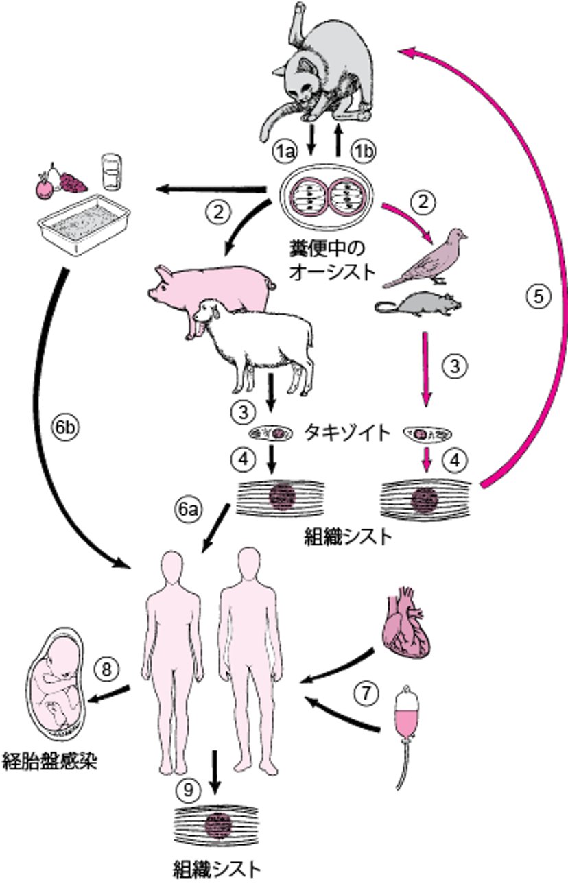 トキソプラズマ原虫<i ></i>のライフサイクル