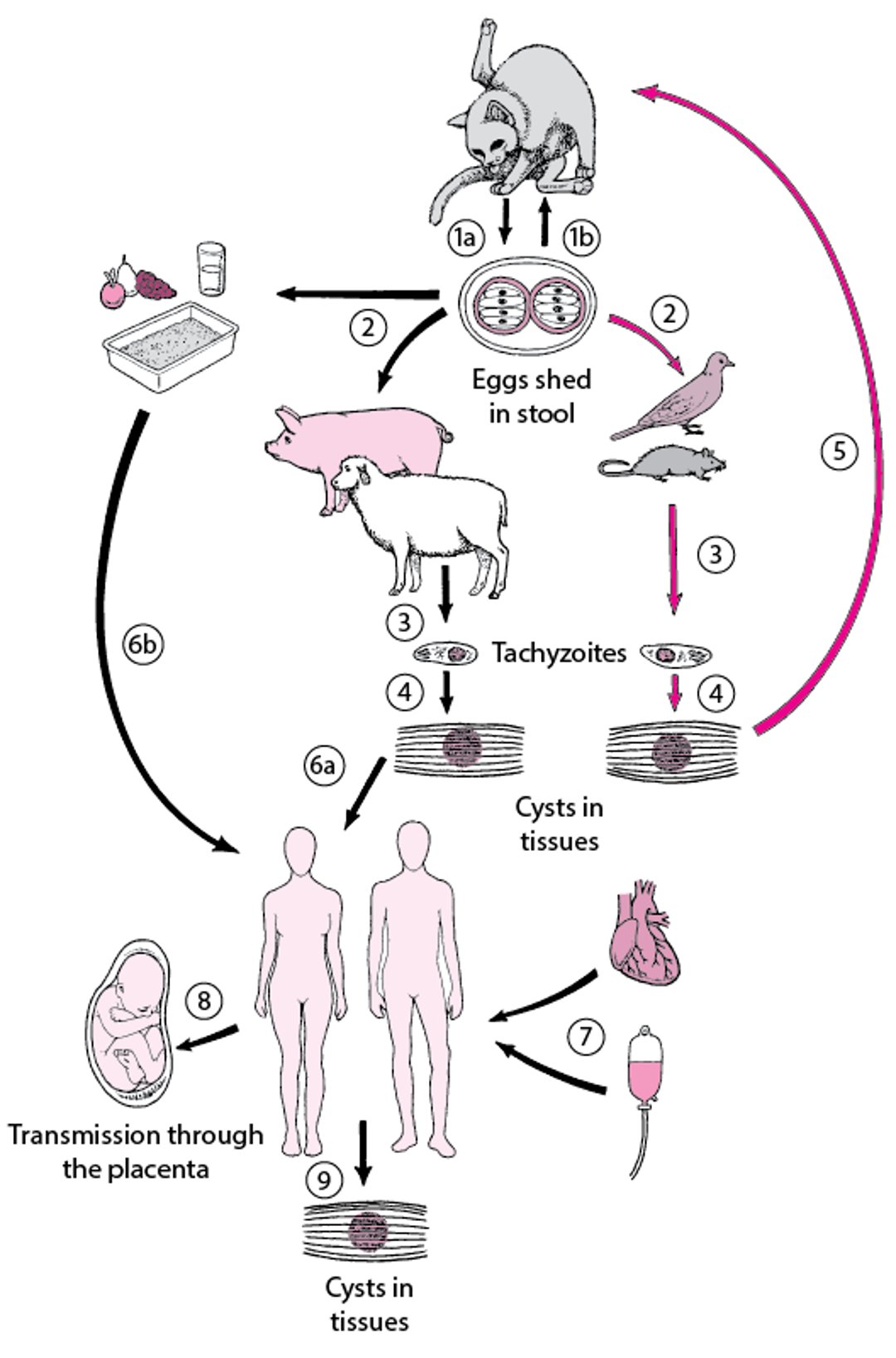 톡소플라스마 포자충의 생명 주기