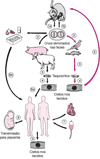 Ciclo de vida do Toxoplasma gondii