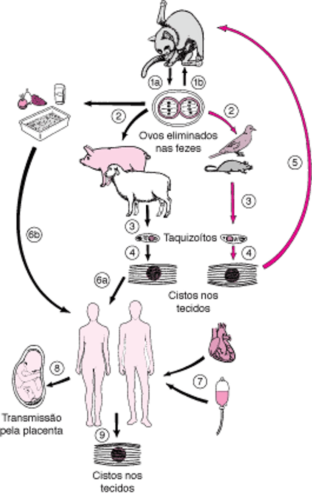 Ciclo de vida do <i >Toxoplasma gondii</i>