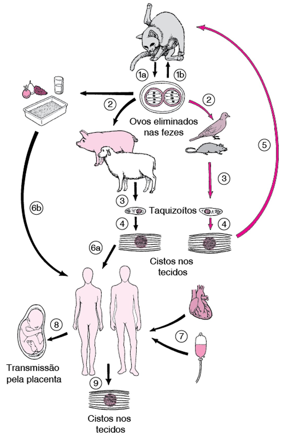 Ciclo de vida do <i >Toxoplasma gondii</i>