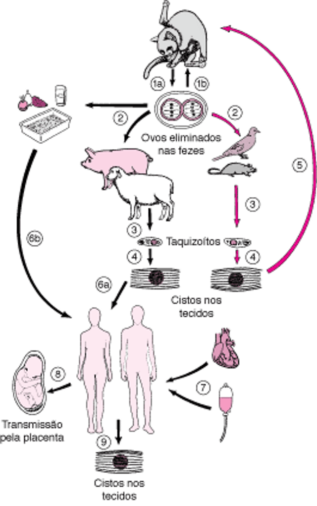 Ciclo de vida do Toxoplasma gondii
