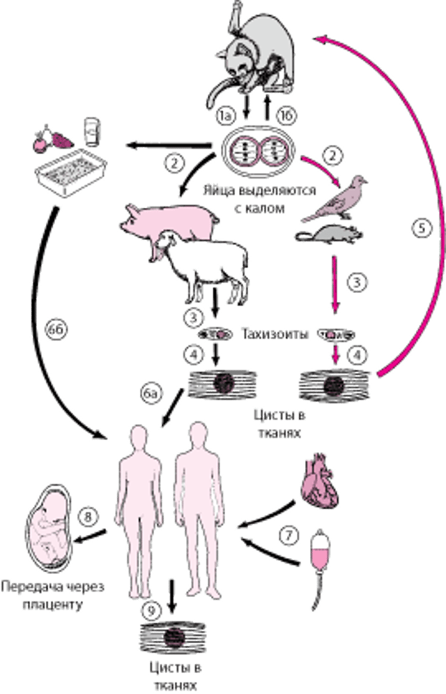 Жизненный цикл <i >Toxoplasma gondii</i>
