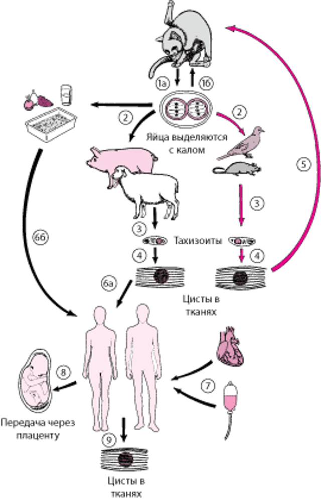 Жизненный цикл Toxoplasma gondii