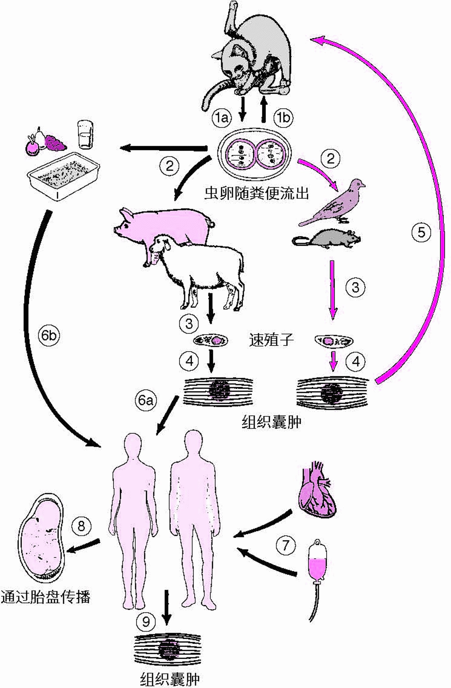 <i >刚地弓形虫</i>的生活周期