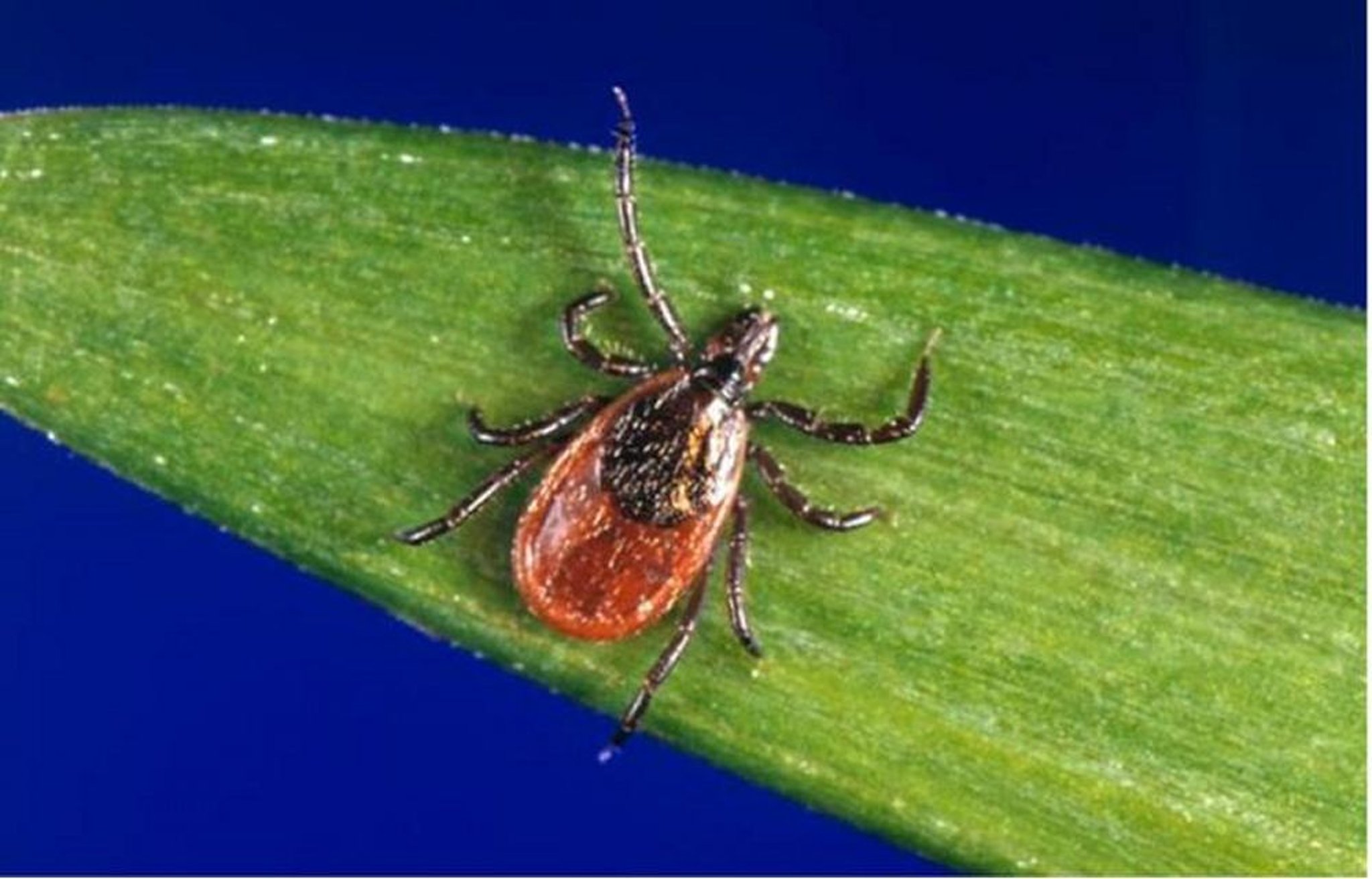 Ixodes scapularis (Lyme-Borreliose)