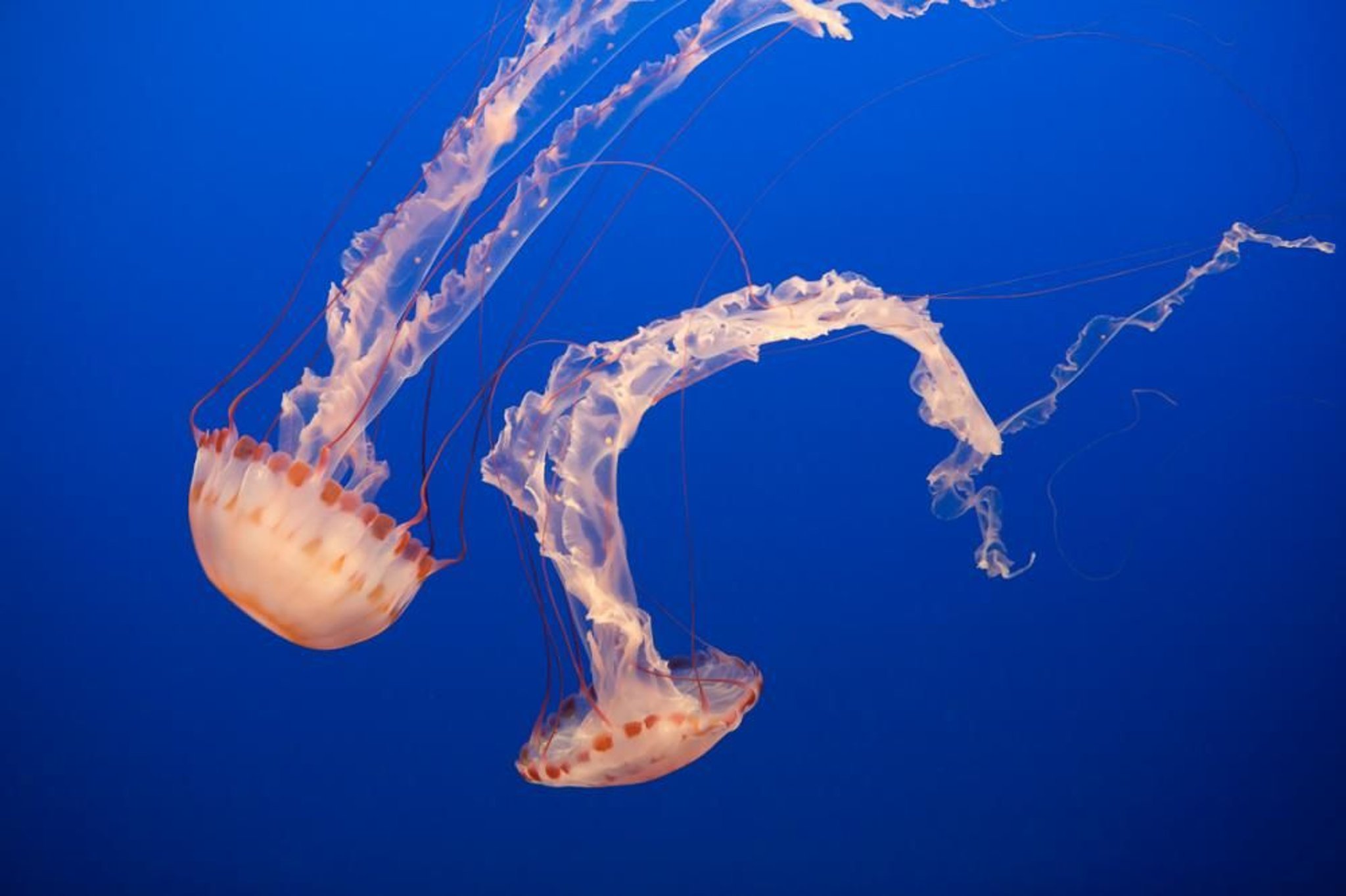 Medusas