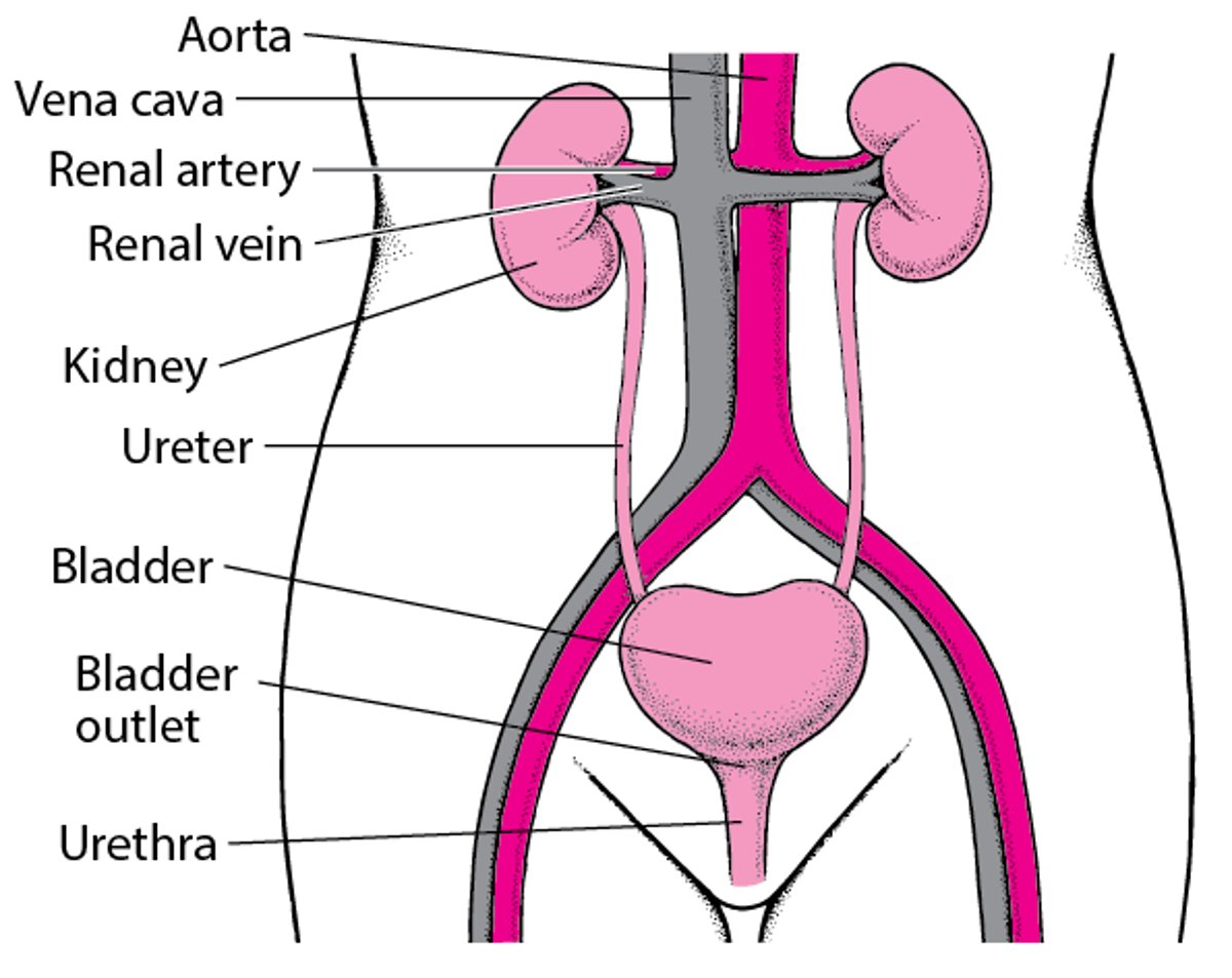 The Urinary Tract