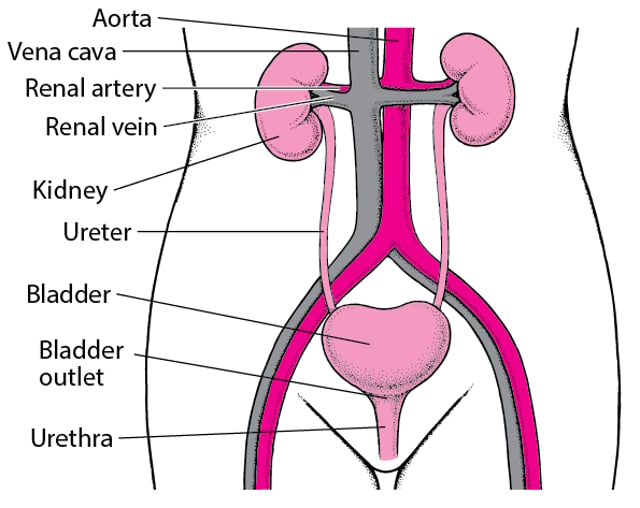 Urinary Retention - Urinary Tract Disorders - Merck Manual Consumer Version
