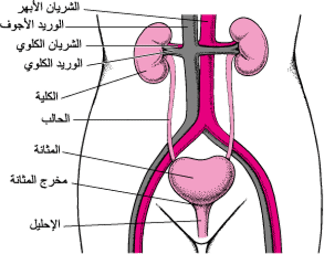 السَّبيلُ البَوليّ (المَسالِك البوليَّة)