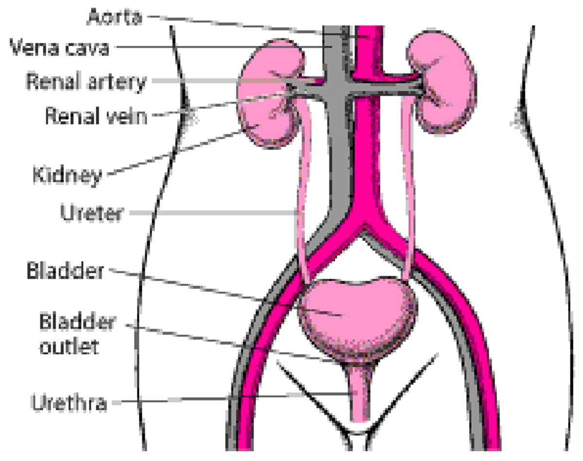 Las vías urinarias