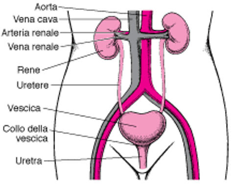 Le vie urinarie