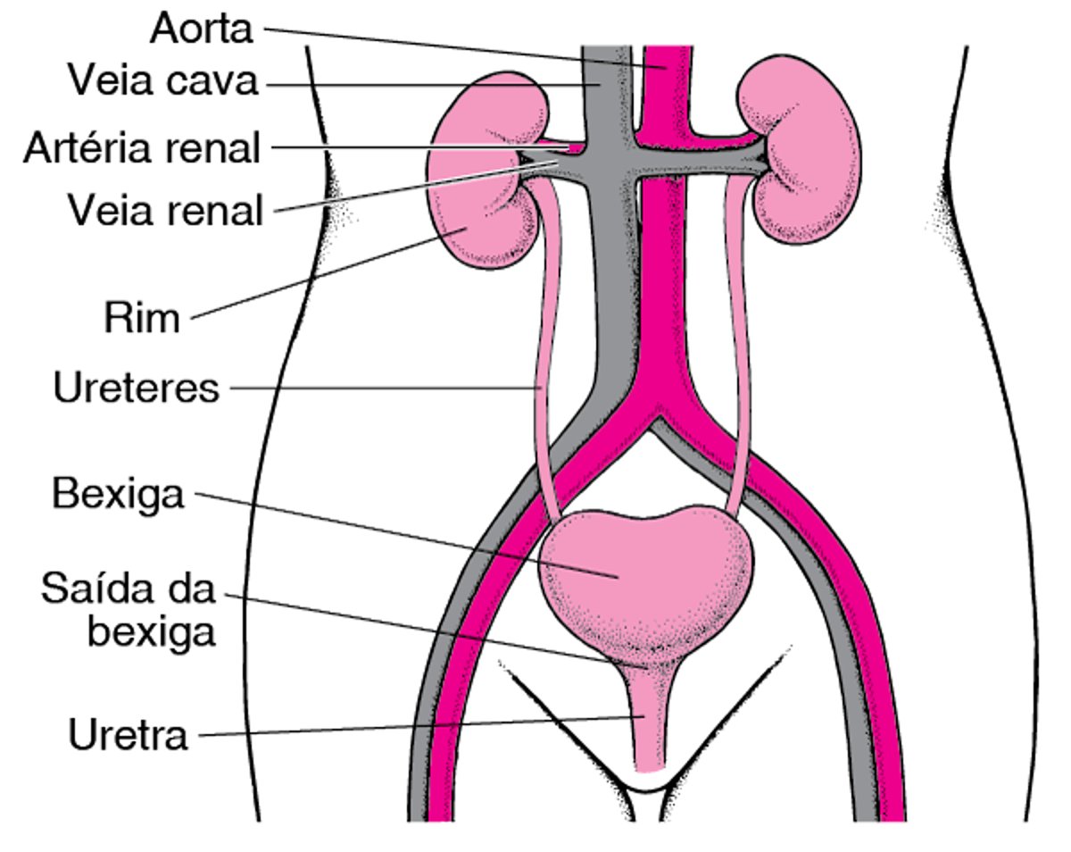 O trato urinário