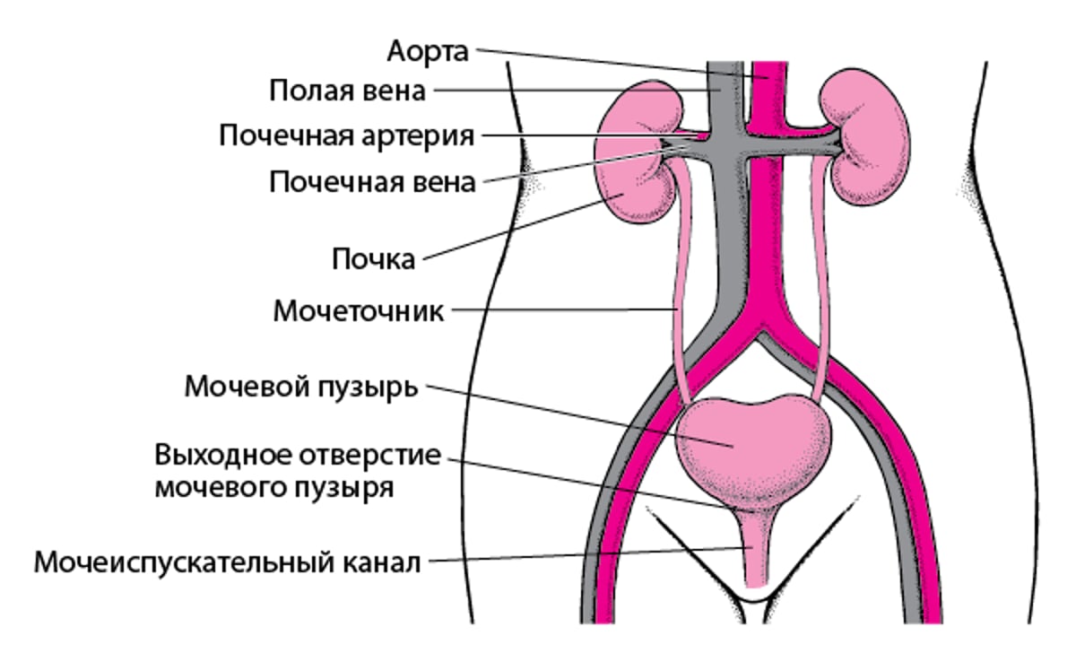 Мочевыводящие пути