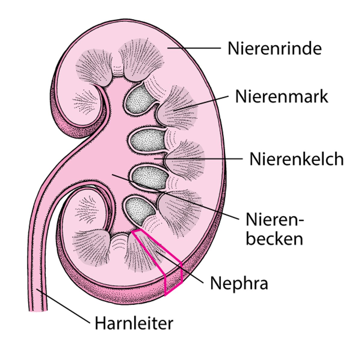 Im Innern der Niere