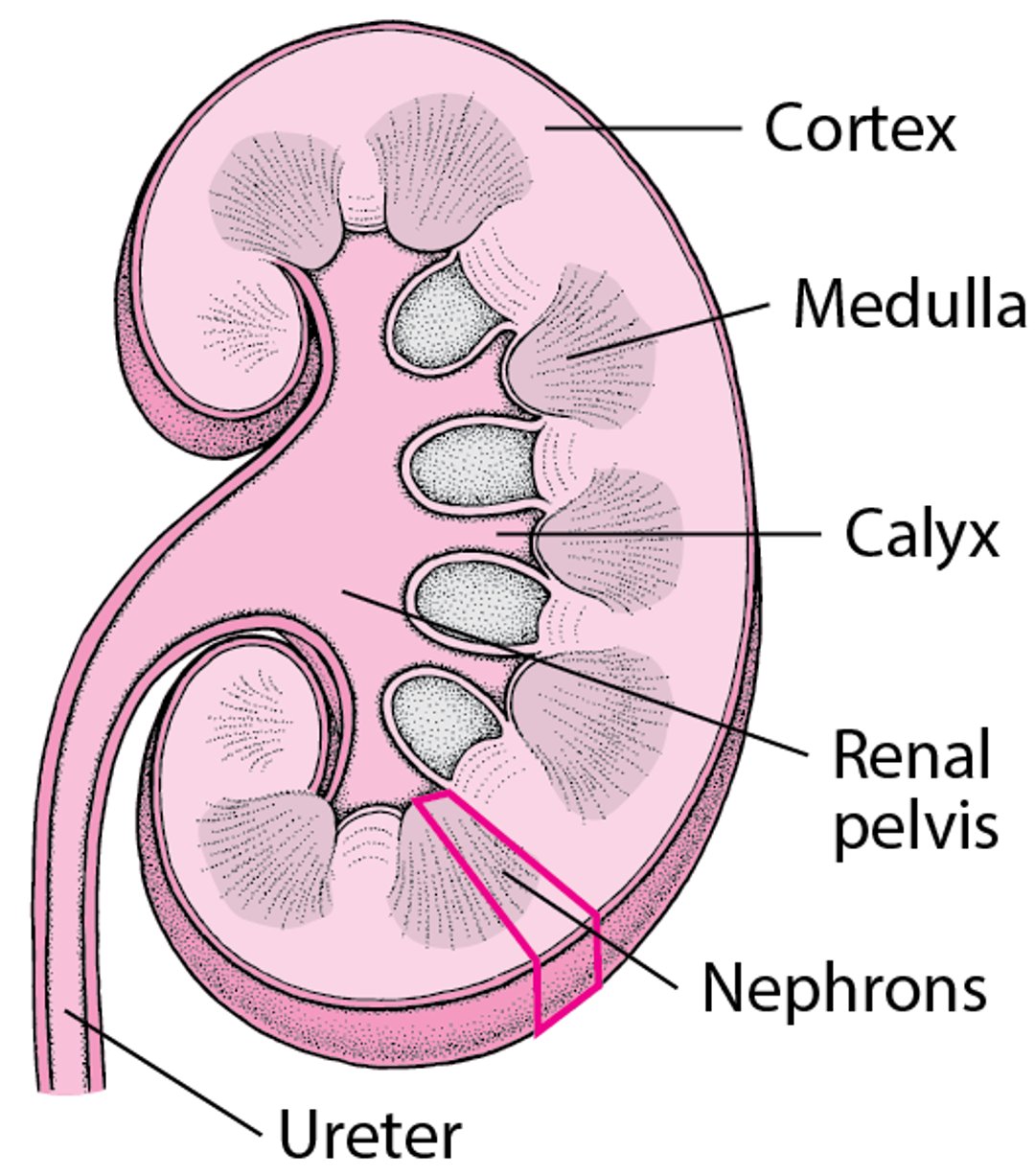 Interior del riñón