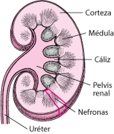 Interior del riñón