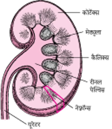 किडनी के अंदर