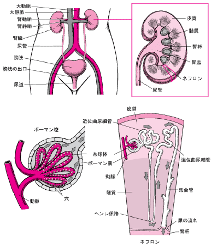腎臓の内部