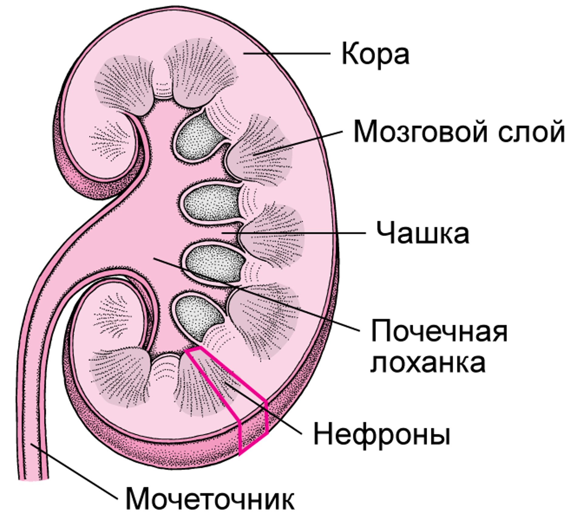 Внутреннее строение почек